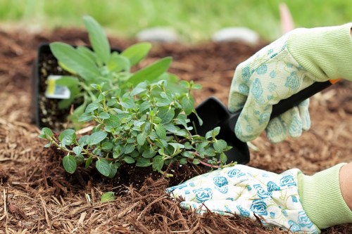 Lush lawn care practices for gardens in Chessington